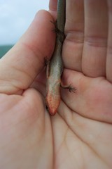 Plestiodon skiltonianus interparietalis