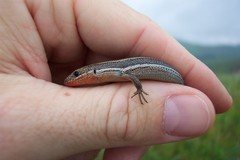 Plestiodon skiltonianus interparietalis