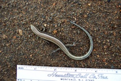 Plestiodon skiltonianus interparietalis