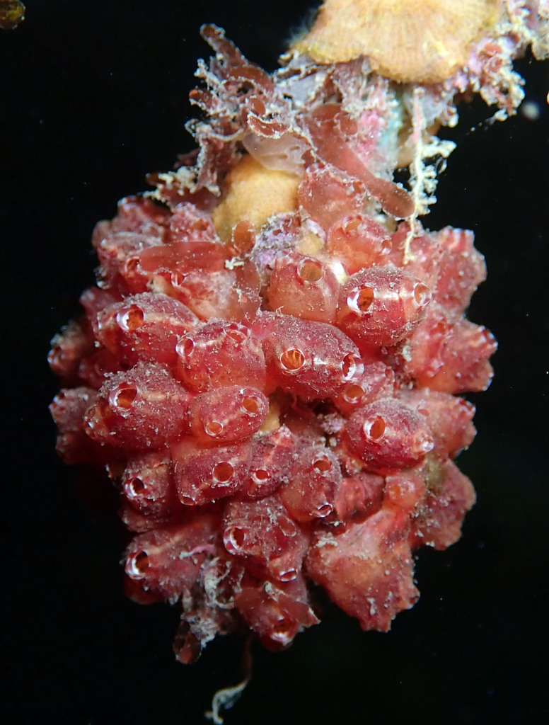 Distomus fuscus