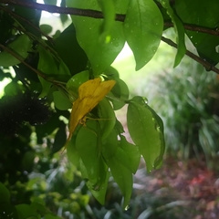 Eumelea rosalia