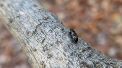 Glischrochilus confluentus