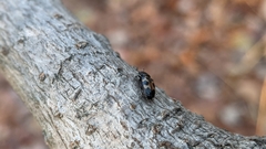 Glischrochilus confluentus