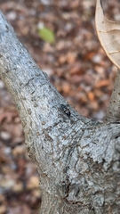 Glischrochilus confluentus