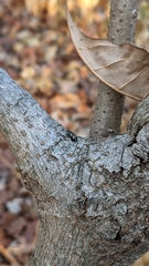 Glischrochilus confluentus