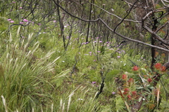 Senecio cymbalarifolius