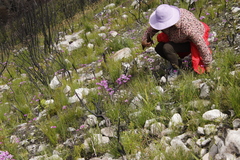Senecio cymbalarifolius
