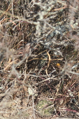 Gerrhonotus ophiurus