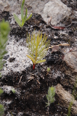 Serruria florida