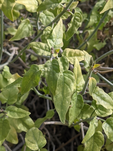 chuparosa