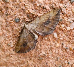 Coenocalpe millierata