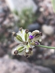 Acleisanthes