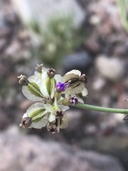 Acleisanthes
