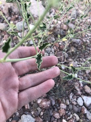 Acleisanthes