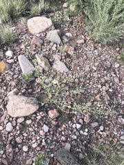 Acleisanthes
