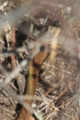 Gerrhonotus ophiurus