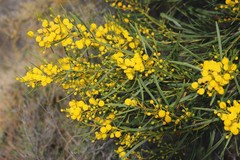 Acacia blakelyi