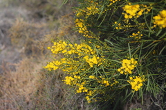 Acacia blakelyi