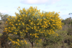 Acacia blakelyi