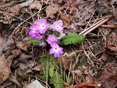Primula vulgaris rubra