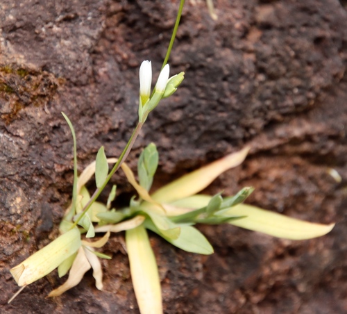 Geissorhiza bolusii