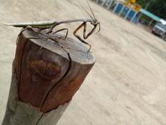 Pseudovates brasiliensis