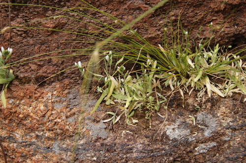 Geissorhiza bolusii