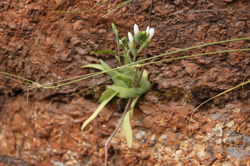 Geissorhiza bolusii