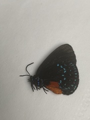 Eumaeus atala