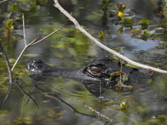Caiman crocodilus crocodilus