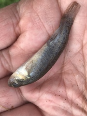 Fundulus pulvereus