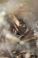Gerrhonotus ophiurus