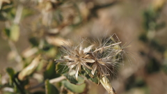 Brickellia desertorum