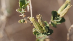 Brickellia desertorum