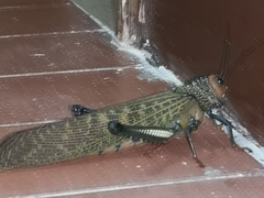 Tropidacris cristata