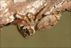 Opisthoncus parcedentatus