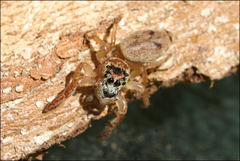 Opisthoncus parcedentatus