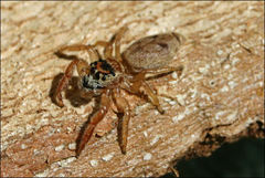 Opisthoncus parcedentatus