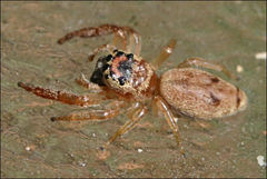 Opisthoncus parcedentatus