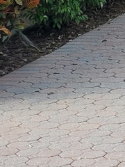 Mimus polyglottos image