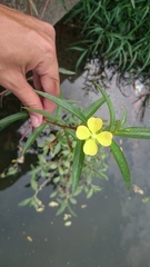 Ludwigia hyssopifolia