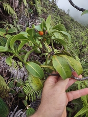 Psychotria mariniana