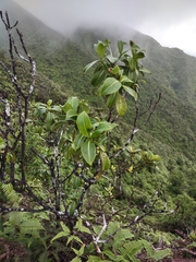 Psychotria mariniana