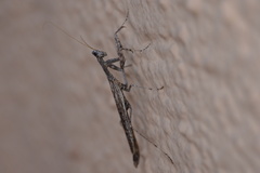 Litaneutria ocularis