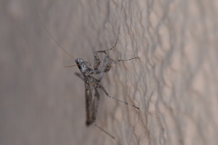 Litaneutria ocularis