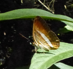 Adelpha cytherea