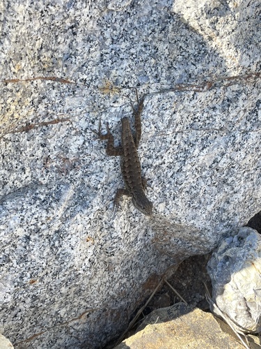 Western Fence Lizard