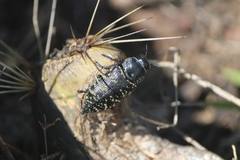 Lampetis dilaticollis