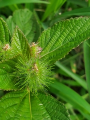 Acalypha arvensis
