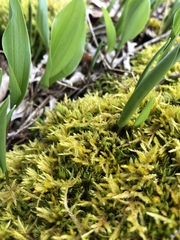 Brotherella recurvans